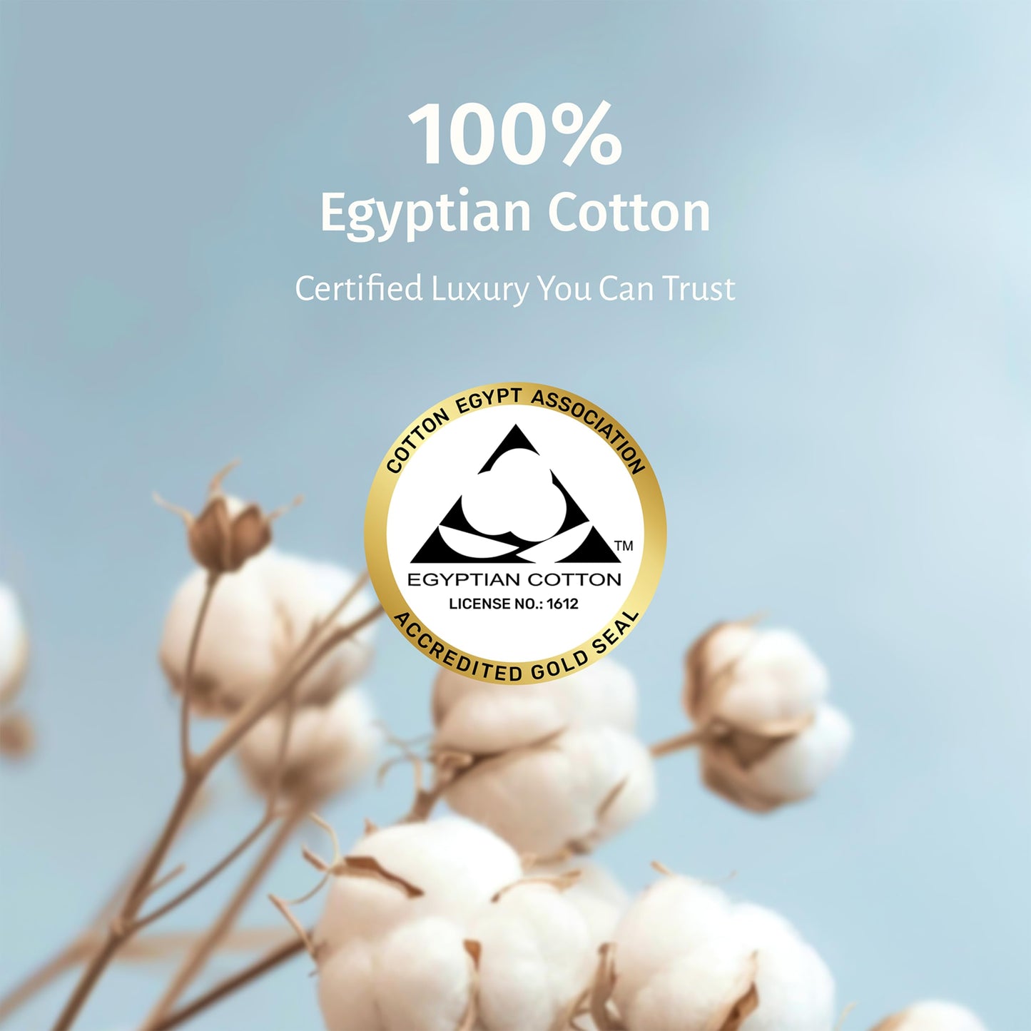 California Design Den Standard/Queen Pillow Cases Set of 2 - Luxury 100% Egyptian Cotton, Crisp Percale, Soft & Breathable Standard/Queen Size Pillow Cases - White