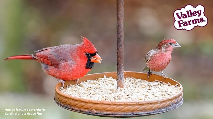Valley Farms Whole Sunflower Hearts for Birds, Girasol Kernels Wild Bird Food, No Mess Wild Bird Seed for Outside Feeders (4 LBS)