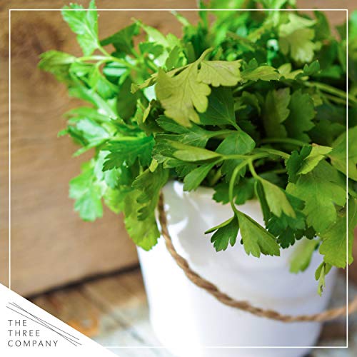 Live Aromatic and Edible Herb Assortment (Lemon Verbena, Eucalyptus, Mint, Lemon Balm, Other Assorted Herbs), 6 Plants Per Pack