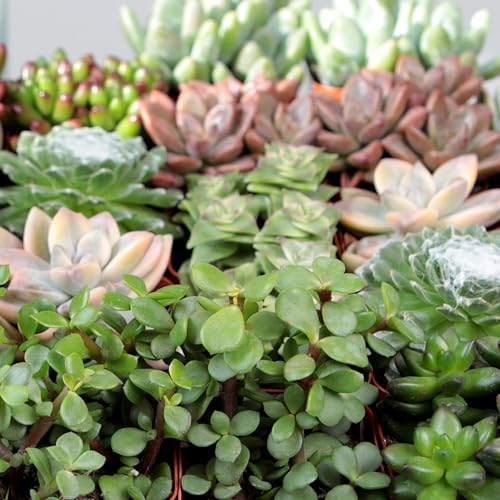 Altman Plants, Live Succulent Plants (20 Pack) Assorted Potted Succulents Plants Live House Plants in Cacti and Succulent Soil Mix, Cactus Plants Live Indoor Plants Live Houseplants in Planter Pots