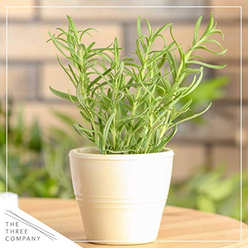 Live Aromatic and Edible Herb Assortment (Lemon Verbena, Eucalyptus, Mint, Lemon Balm, Other Assorted Herbs), 6 Plants Per Pack