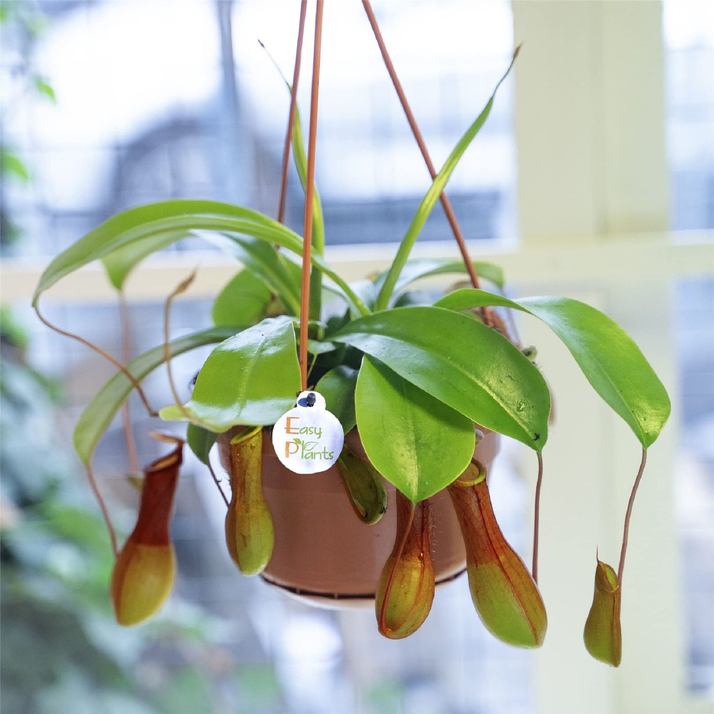 CHUXAY GARDEN Mix Nepenthes-Tropical Pitcher Plants,Monkey Cups,Nepenthaceae 400 Seeds Red Blue Green Potted Bonsai Carnivorous Plants Fast Growing & Maintain
