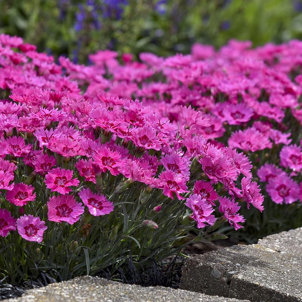 Live Plant from Green Promise Farms - Proven Winners, Dianthus Paint The Town Fancy Pinks, Rosy Fuschia Flowers - #1 Gallon Size Container