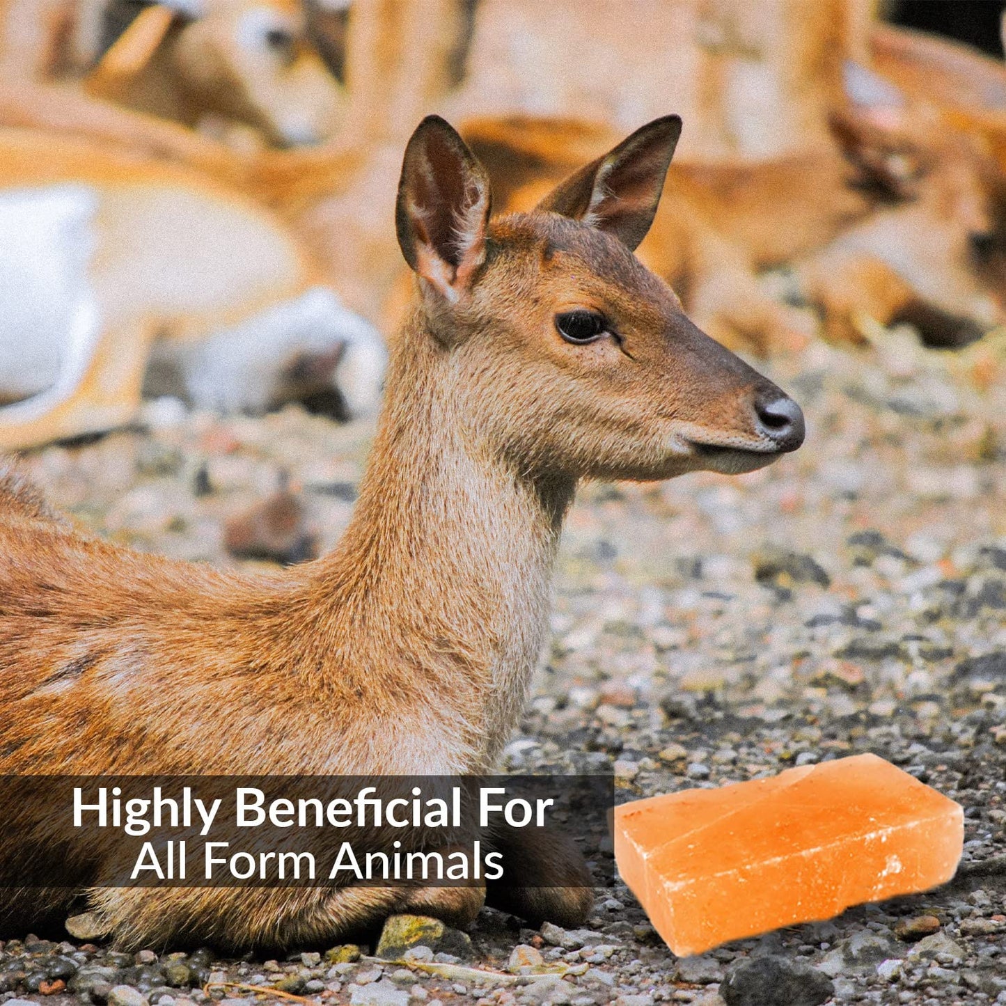 Himalayan Nature 100% Natural Himalayan Rock Deer Salt Block - Animal Licking Mineral Salt Block, Natural Feed Salts Blocks, 5 Lbs, 2x4x8 inch, Pack of 1