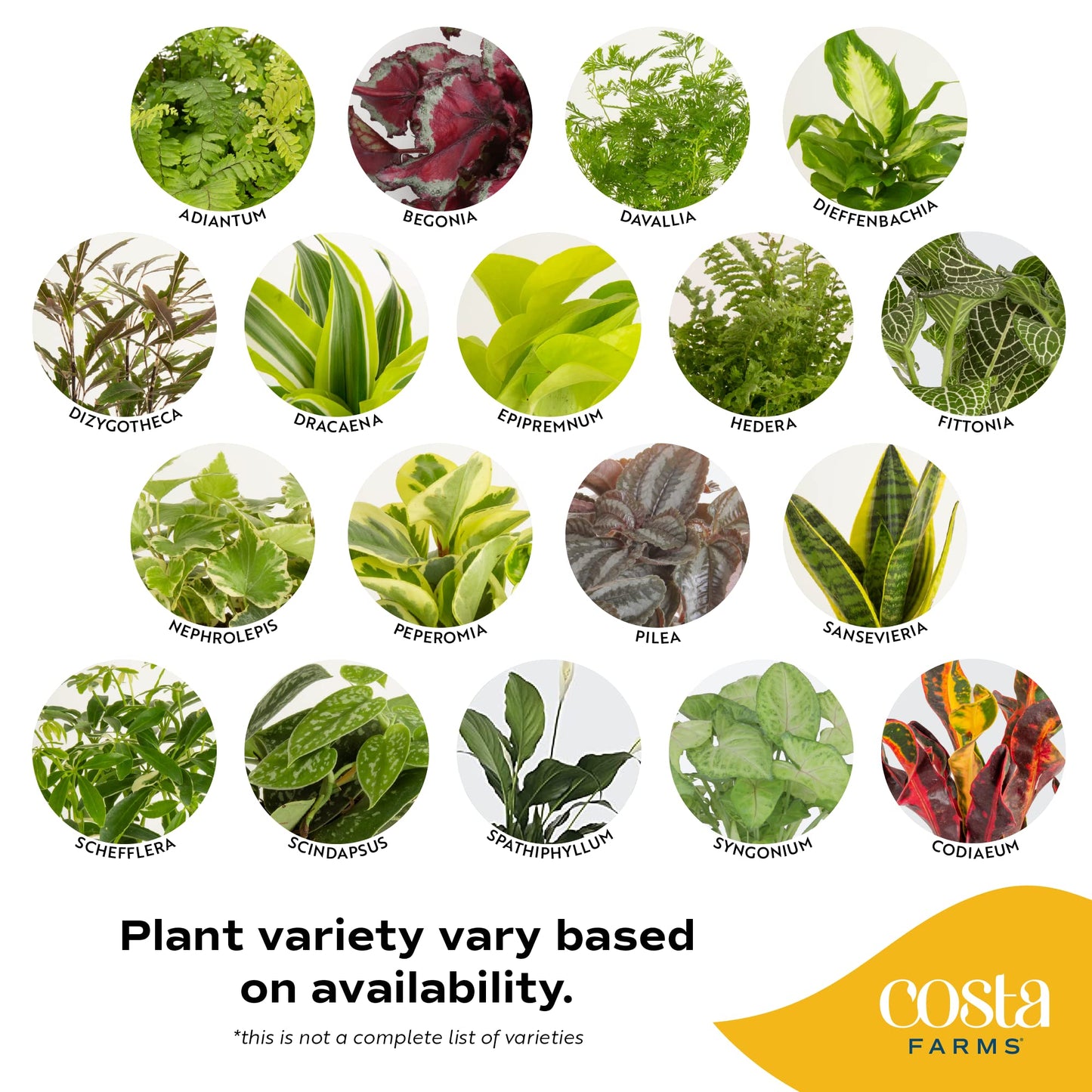 Costa Farms Live Plants (3 Pack), Easy to Grow Real Indoor Houseplants, Air Purifying Plants, Grower's Choice in Home Décor Indoors Plant Pots, New House Gift or Room Décor