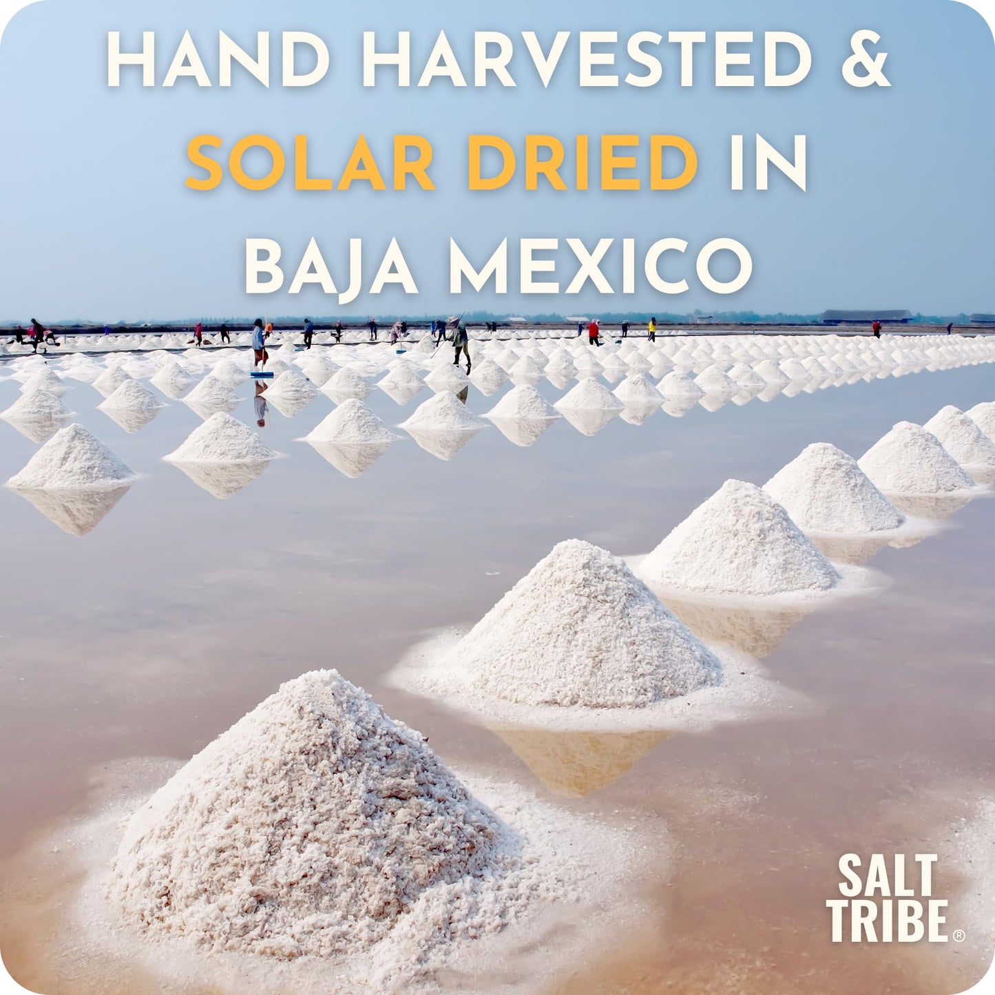 Salt Tribe™ | Baja Sea Salt | Mineral Rich | 90+ Trace Minerals | Fine Ground | Hydration Support | Sal Organica | Low Sodium | Organic & Unrefined | Single Origin Mexico (8 Ounce)