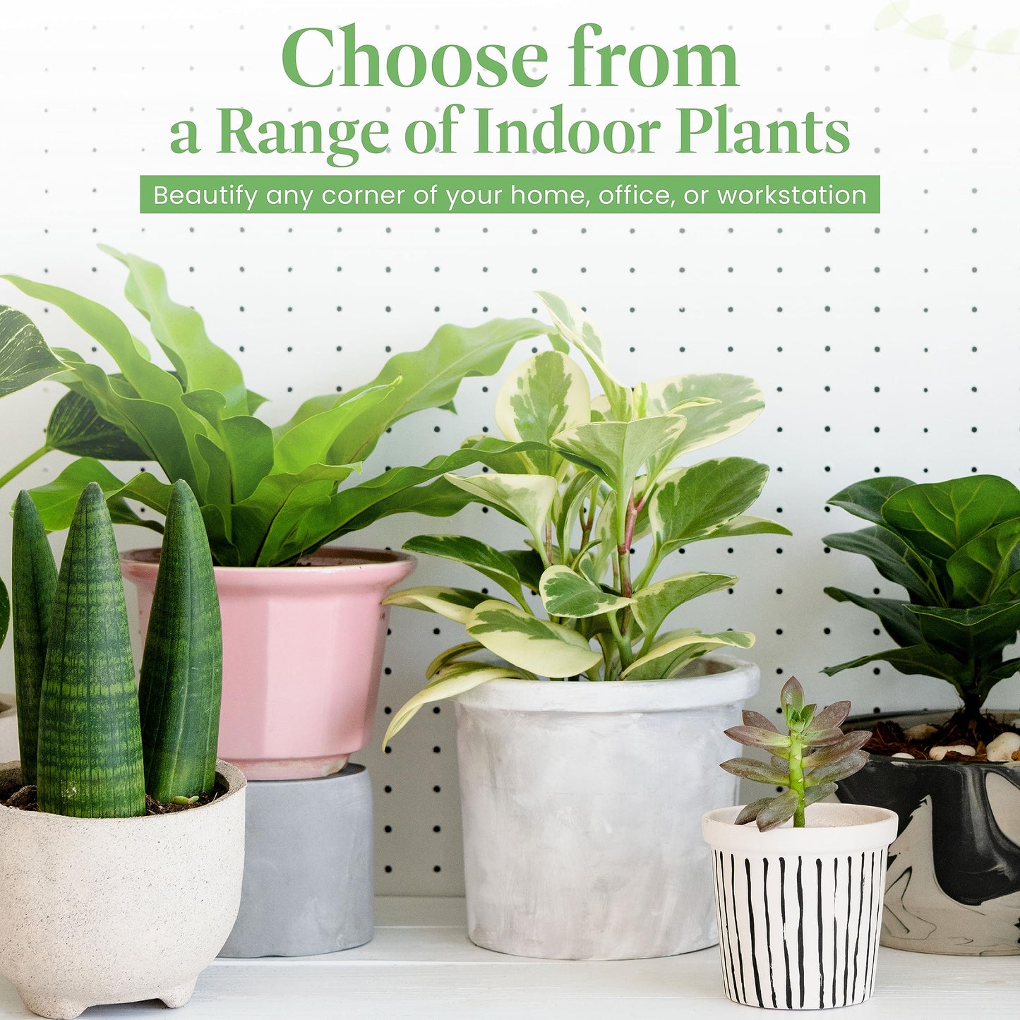 American Plant Exchange Parlor Palm – Live 6-Inch Potted Houseplant, Easy-Care Air-Purifying Indoor Palm, Low-Light Tolerant Tropical Plant for Home, Office, Bedroom & Modern Indoor Décor